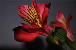 Pink Flower