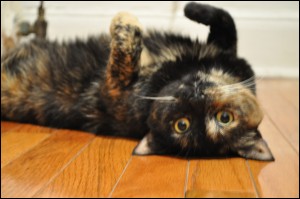 Lola Kitty Upside-Down Lola Kitty Upside-Down