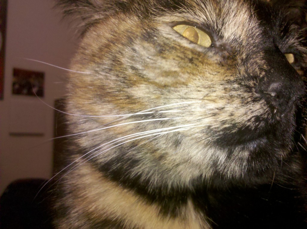 Close up of Lola the cat