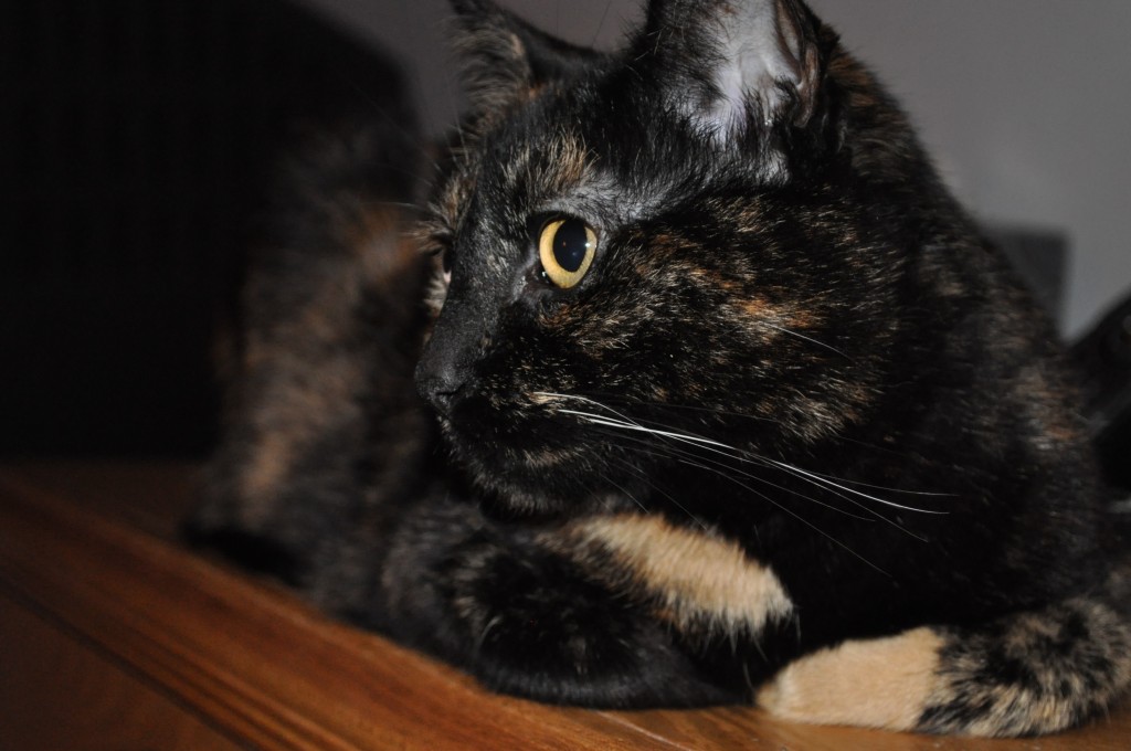 Lola cat with big eyes