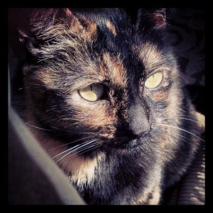 Lola in the sunlight, instagrammed Lola in the sunlight, instagrammed