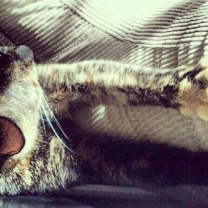 Lola's stretchy orange paw, instagrammed Lola's stretchy orange paw, instagrammed