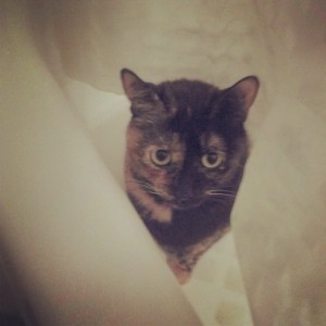 Lola enjoying the bathtub, instagrammed Lola enjoying the bathtub, instagrammed