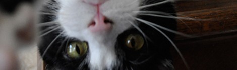 a cooper cat photo