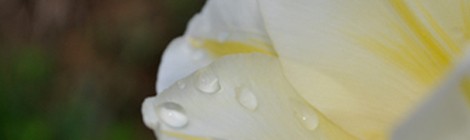 a spring morning photo